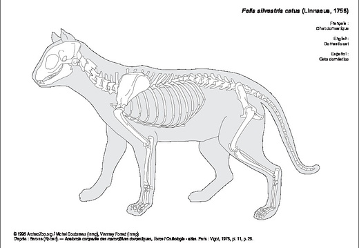 Gato doméstico