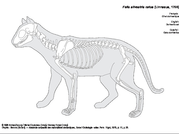 Domestic cat (8081 visits) Barone (Robert). ― Anatomie comparée des mammifères domestiques, Tome I Ostéologie - atlas. Par... Domestic cat