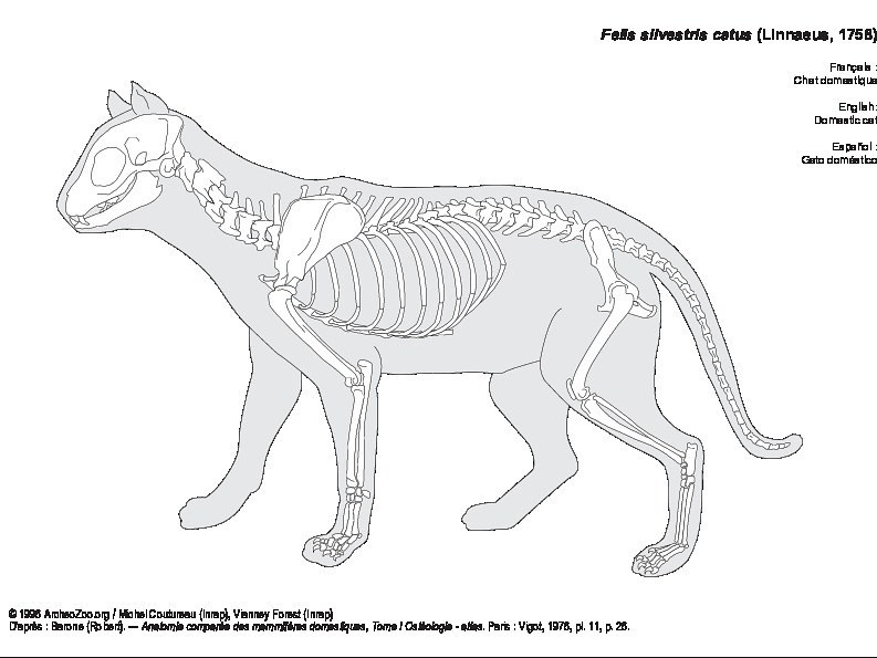 Chat domestique (8056 visites) Barone (Robert). ― Anatomie comparée des mammifères domestiques, Tome I Ostéologie - atlas. Par... Chat domestique