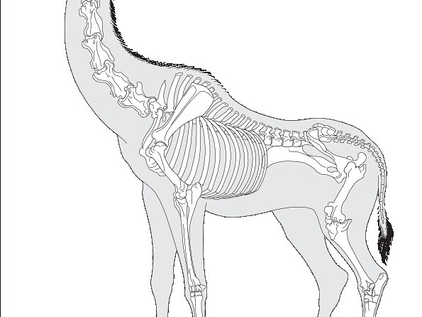 Girafe (6013 visites) Pander (Christian Heinrich), Alton (Eduard). ― Die vergleichende Osteologie. Bonn : In Commission ... Girafe