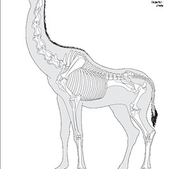 Girafe (6012 visites) Pander (Christian Heinrich), Alton (Eduard). ― Die vergleichende Osteologie. Bonn : In Commission ... Girafe