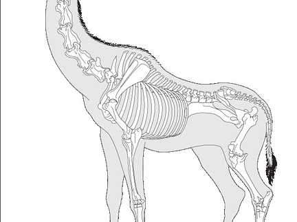 Girafe (6013 visites) Pander (Christian Heinrich), Alton (Eduard). ― Die vergleichende Osteologie. Bonn : In Commission ... Girafe