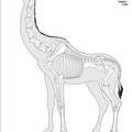 giraffa_camelopardalis.pdf