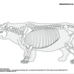 Hippopotame (6626 visites) Pander (Christian Heinrich), Alton (Eduard). ― Die vergleichende Osteologie. Bonn : In Commission ... Hippopotame
