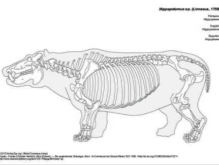 Hippopotamus
