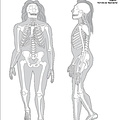 Homme de Néandertal (7829 visites) Sawyer (G. J), Maley (B.). ― Neanderthal reconstructed. The Anatomical Record Part B: The New Anat... Homme de Néandertal