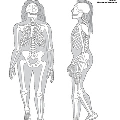 Homme de Néandertal (7739 visites) Sawyer (G. J), Maley (B.). ― Neanderthal reconstructed. The Anatomical Record Part B: The New Anat... Homme de Néandertal