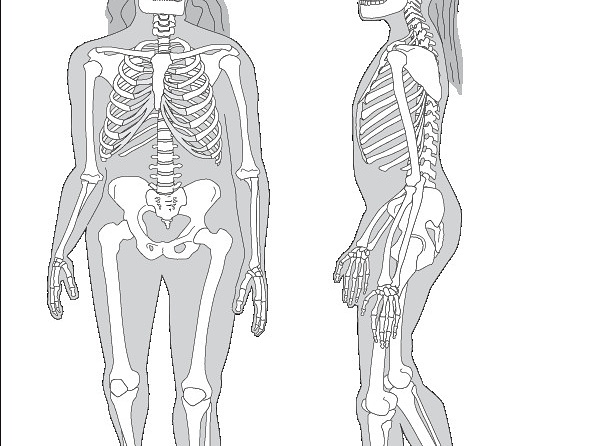Homme de Néandertal (7741 visites) Sawyer (G. J), Maley (B.). ― Neanderthal reconstructed. The Anatomical Record Part B: The New Anat... Homme de Néandertal