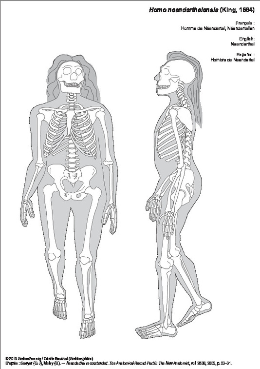 Homme de Néandertal