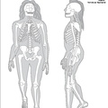 homo_neanderthalensis.pdf