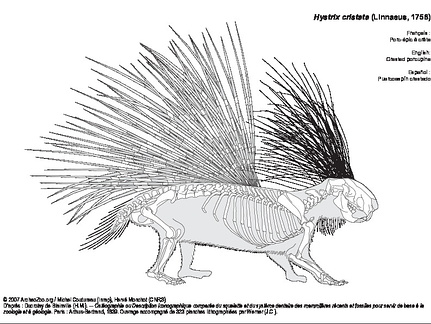 Porc-épic à crête (6666 visites) Sawyer (G. J), Maley (B.). ― Neanderthal reconstructed. The Anatomical Record Part B: The New Anat... Porc-épic à crête