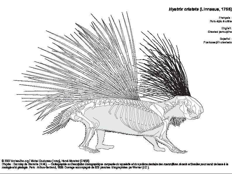 Crested porcupine