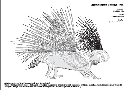 Crested porcupine