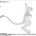 Grande gerboise (6324 visites) Pander (Christian Heinrich), Alton (Eduard). ― Die vergleichende Osteologie. Bonn : In Commission ... Grande gerboise