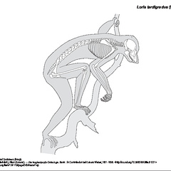 Loris Grèle (6123 visites) Pander (Christian Heinrich), Alton (Eduard). ― Die vergleichende Osteologie. Bonn : In Commission ... Loris Grèle