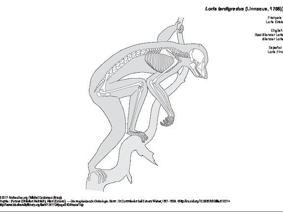 Loris Grèle (6156 visites) Pander (Christian Heinrich), Alton (Eduard). ― Die vergleichende Osteologie. Bonn : In Commission ... Loris Grèle