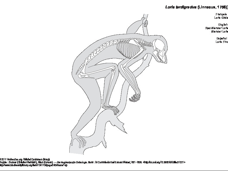 Loris Grèle (6124 visites) Pander (Christian Heinrich), Alton (Eduard). ― Die vergleichende Osteologie. Bonn : In Commission ... Loris Grèle