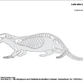 Loutre d'Europe (6709 visites) Pales (Léon), Garcia (Michel A.). ― Atlas ostéologique pour servir à l’identification des Mam... Loutre d'Europe