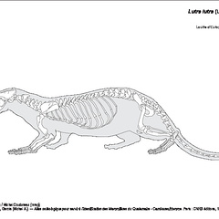 Loutre d'Europe (6705 visites) Pales (Léon), Garcia (Michel A.). ― Atlas ostéologique pour servir à l’identification des Mam... Loutre d'Europe
