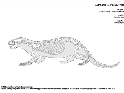 Loutre d'Europe (6709 visites) Pales (Léon), Garcia (Michel A.). ― Atlas ostéologique pour servir à l’identification des Mam... Loutre d'Europe