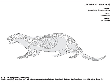Loutre d'Europe