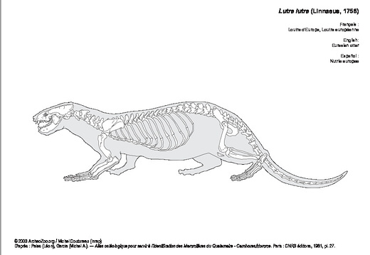 Nutria europea