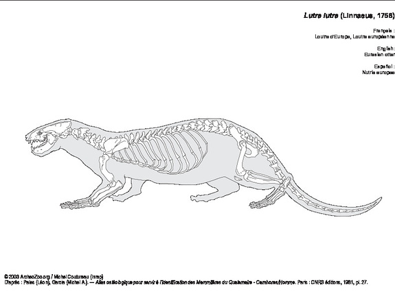 Loutre d'Europe (6736 visites) Pales (Léon), Garcia (Michel A.). ― Atlas ostéologique pour servir à l’identification des Mam... Loutre d'Europe
