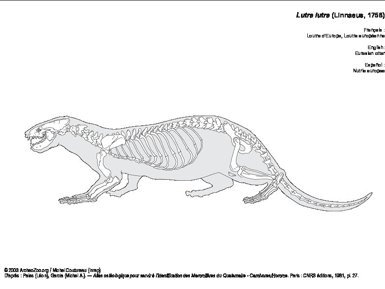 Loutre d'Europe (6705 visites) Pales (Léon), Garcia (Michel A.). ― Atlas ostéologique pour servir à l’identification des Mam... Loutre d'Europe