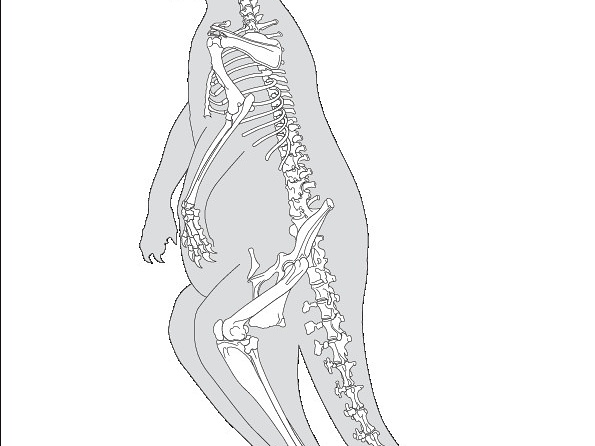 Kangourou géant (5826 visites) Pander (Christian Heinrich), Alton (Eduard). ― Die vergleichende Osteologie. Bonn : In Commission ... Kangourou géant