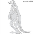 Kangourou géant (5835 visites) Pander (Christian Heinrich), Alton (Eduard). ― Die vergleichende Osteologie. Bonn : In Commission ... Kangourou géant