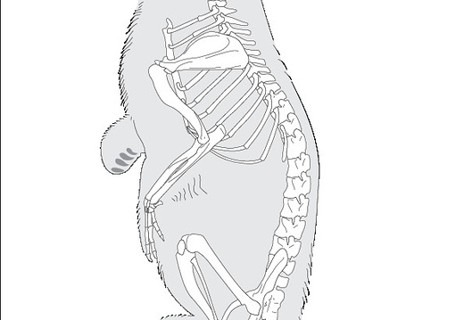 Marmotte des Alpes