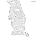 marmota_marmota.pdf