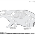Blaireau européen (6812 visites) Pales (Léon), Garcia (Michel A.). ― Atlas ostéologique pour servir à l’identification des Mam... Blaireau européen