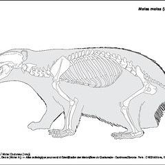 Blaireau européen (6784 visites) Pales (Léon), Garcia (Michel A.). ― Atlas ostéologique pour servir à l’identification des Mam... Blaireau européen