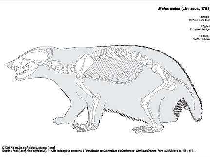 Blaireau européen (6785 visites) Pales (Léon), Garcia (Michel A.). ― Atlas ostéologique pour servir à l’identification des Mam... Blaireau européen