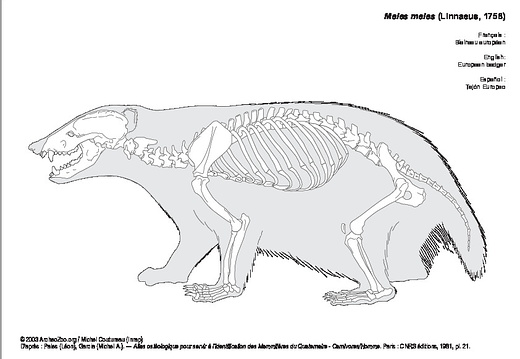 European badger