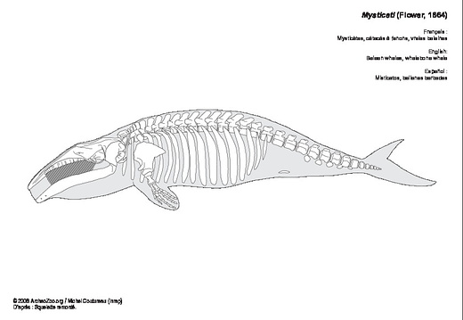 Ballenas barbadas