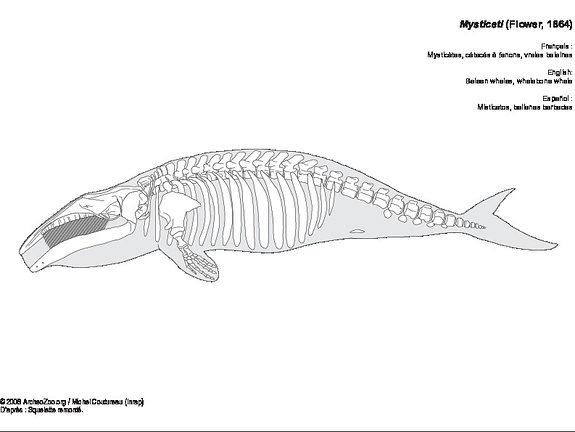 Ballenas barbadas