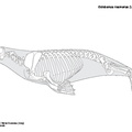 odobenus_rosmarus.pdf