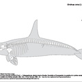 orcinus_orca.pdf