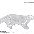 Ornithorynque (7069 visites) Pander (Christian Heinrich), Alton (Eduard). ― Die vergleichende Osteologie. Bonn : In Commission ... Ornithorynque