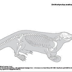 Ornithorynque (7062 visites) Pander (Christian Heinrich), Alton (Eduard). ― Die vergleichende Osteologie. Bonn : In Commission ... Ornithorynque