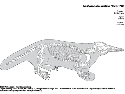 Ornithorynque (7065 visites) Pander (Christian Heinrich), Alton (Eduard). ― Die vergleichende Osteologie. Bonn : In Commission ... Ornithorynque