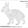 Lapin de garenne (7472 visites) Barone (Robert). ― Anatomie comparée des mammifères domestiques, Tome I Ostéologie - atlas. Par... Lapin de garenne