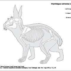 Lapin de garenne (7467 visites) Barone (Robert). ― Anatomie comparée des mammifères domestiques, Tome I Ostéologie - atlas. Par... Lapin de garenne
