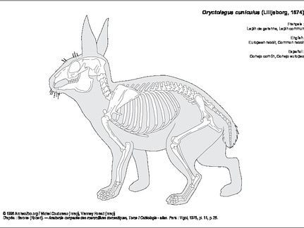 Lapin de garenne