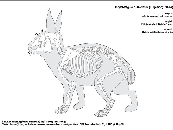 Lapin de garenne (7465 visites) Barone (Robert). ― Anatomie comparée des mammifères domestiques, Tome I Ostéologie - atlas. Par... Lapin de garenne