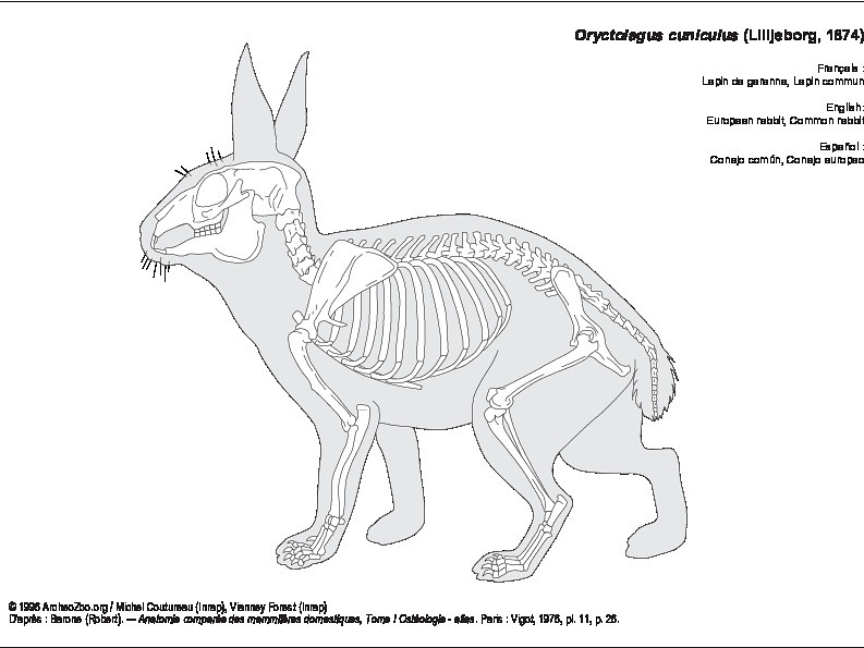 Lapin de garenne (7469 visites) Barone (Robert). ― Anatomie comparée des mammifères domestiques, Tome I Ostéologie - atlas. Par... Lapin de garenne