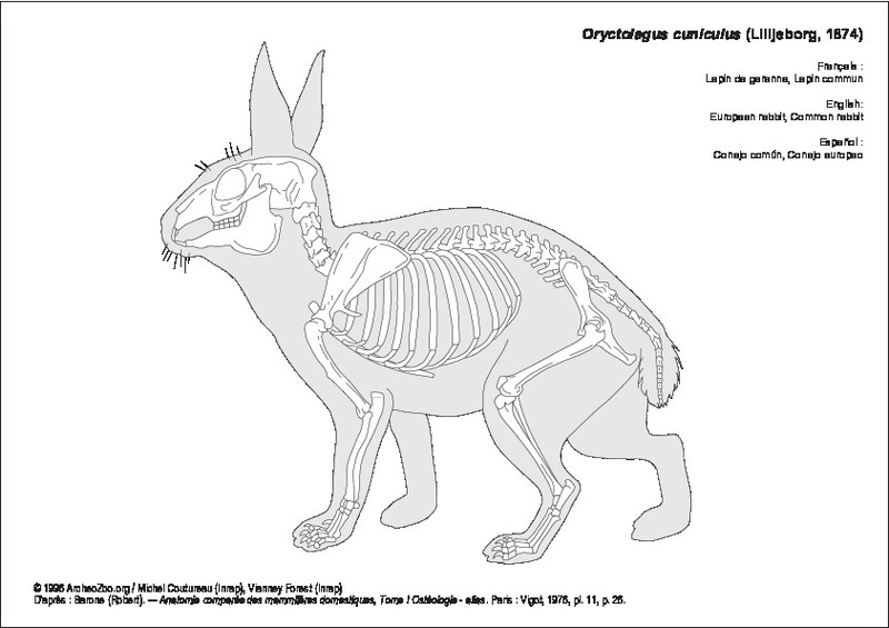 oryctolagus_cuniculus.pdf