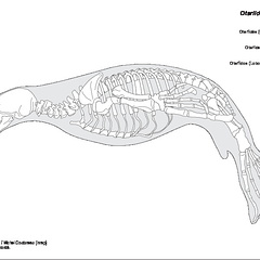 Otariids